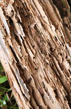 Termites in Your Pole Barn