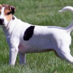 A Dog Kennel, Types of Foundations for Post Frame, and Kennel Designs