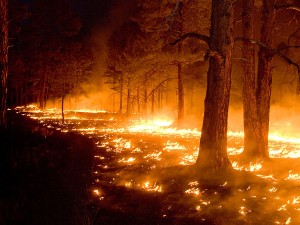 Protection from Wildfires Part II