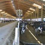 dairy barn