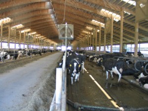 Free Stall Dairy Barn Design Considerations