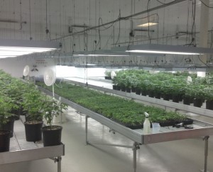 Marijuana Grow Barns – Part I