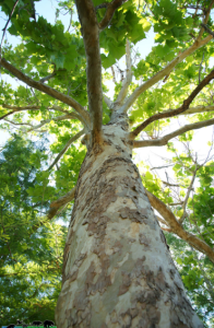 Would Sycamore Lumber be a Good Choice for Building a Pole Building?